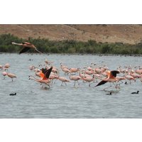 Private Birdwatching Tour by Car from Puerto Madryn