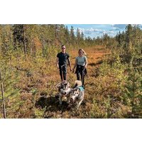 Nordic Wild Trek hike with sled dogs in Lapland