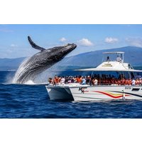 Samaná Whale Watching Half-Day: Humpbacks in Bay Tour