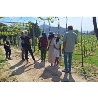 Private Paiva Walkways, 516 Bridge & Green Wine Tour from Porto