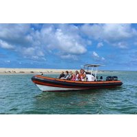 Seal Watching RIB Tour from Terschelling