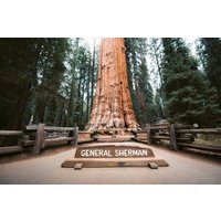 From Cupertino Private Full-Day Sequoia National Park Tour