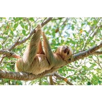 4 Days Arenal and Monteverde Essentials