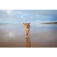 Kgari or Fraser Island Adventure Tour Ex Rainbow Beach