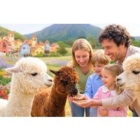 Nami Island, Alpaca, Petite France, K-Garden tour from Seoul