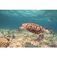 Cancun Snorkeling Adventure