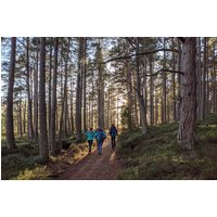 Private Guided Discovery Walk in the Cairngorms