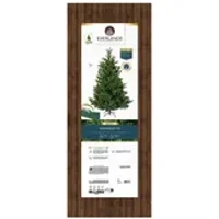EVERLANDS Weihnachtsbaum Nordmann Tanne 130 x 180 cm (Ø x H)