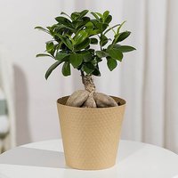 Ficus Ginseng Bonsai Plant image