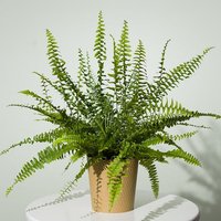 Boston Fern Plant image