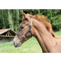 Fohlenhalfter Kerbl eco Fohlenhalfter Kerbl eco