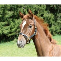 Fohlenhalfter Kerbl eco Fohlenhalfter Kerbl eco