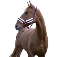 Gepolstertes Halfter Norton Comfort Gepolstertes Halfter Norton Comfort