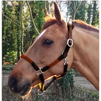 Lederhalfter und Seil für Pferde Cavaletti Tara Lederhalfter und Seil für Pferde Cavaletti Tara