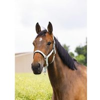 Halfter Equithème Air Halfter Equithème Air