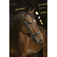 Trensen Reiten Norton Pro Side-Pull Trensen Reiten Norton Pro Side-Pull