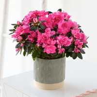 Elegant Azalea | Hot Pink Azalea Plant in Embossed Green Ceramic Pot | Indoor Flowering Houseplant | Charming Gift for Any Occasion
