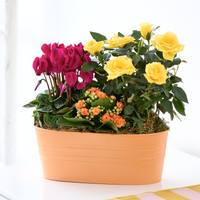 Warming Autumn Planter | Orange Zinc Planter with Yellow Rose Pink Cyclamen Orange Kalanchoe | Indoor Plant Gift | Autumn Floral Arrangement