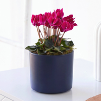 Cute Pink Cyclamen | Pink Cyclamen Plant in Blue Ridged Ceramic Pot | Indoor Flowering Houseplant Gift | Easy Care