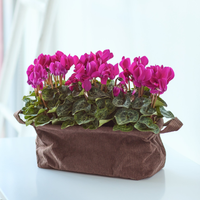 Charming Cyclamen Basket at Interflora Flowers Charming Cyclamen Basket.
