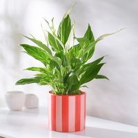 Peace Lily Pot at Interflora Flowers Peace Lily Pot.