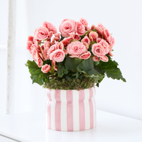Beautiful Begonia | Pink Flowering Plant in Candy-Striped Ceramic Pot | Spring Indoor Houseplant Gift | Long-Lasting Blooms