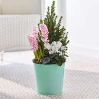 Outdoor Christmas Tree Planter at Interflora Flowers Outdoor Christmas Tree Planter.