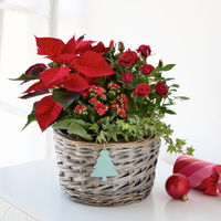A Basket of Christmas Joy at Interflora Flowers A Basket of Christmas Joy.