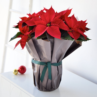 Large Gift Wrapped Poinsettia