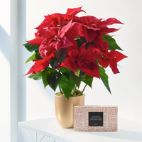 Christmas Poinsettia Gift Set at Interflora Flowers Christmas Poinsettia Gift Set.