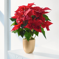 Christmas Poinsettia at Interflora Flowers Christmas Poinsettia.