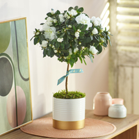 White Azalea Tree at Interflora Flowers White Azalea Tree.
