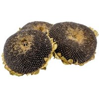 Getzoo Sonnenblumenkopf getrocknet - im ganzen (3 Stück)