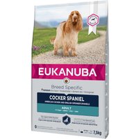 Cocker Spaniel