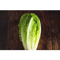 Cos lettuce