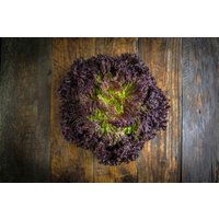 Lollo Rosso lettuce