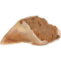Trixie, pâté de viande pour chien - lot de 10 x 115 g