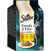 Sheba Fresh & Fine saquetas 12 x 50 g - Pack económico - Peru, frango e aves em gelatina
