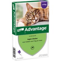 4 Pipetten Advantage 80 voor katten vanaf 4kg - NL