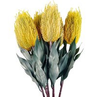 Pegdev Pack of 6 75cm Artificial Yellow Banksia Stems for Floral Décor
