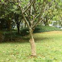Jute Roll 0.5x25 m 100% Jute 200 gsm