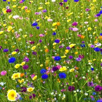 Pegdev 100g Heritage Wild Meadow Flower Seed Mix for Bees & Butterflies