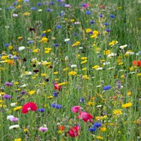 Pegdev 500g Pro Flora Wild Flower Seed Mix for Biodiversity & Conservation