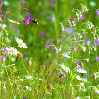 Pegdev 1kg Woodland & Heavy Shade Wild Flower Grass Mix Seed for Gardens