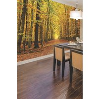 Autumn Forest Wall Mural W350 cm x H280 cm