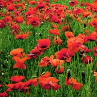 Pegdev 5g Red Poppy Wild Flower Seeds for Stunning Summer Blooms