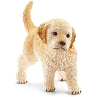 Golden Retriever Puppy