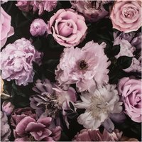 Fresco Pink Pandor Drama Floral Wallpaper | Size: 10000mm x 520mm
