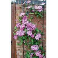 Poppyforge Regent Wall Trellis - Decorative Garden Screen, Plant Support in Black