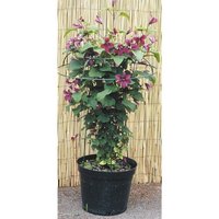 Poppyforge Small Tuteur Plant Border Support - Steel - L48 x W48 x H56 cm - Green